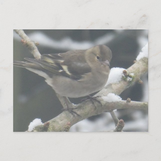 Cartão Postal De Festividades Cute Finch in Snow DIY Postcard (Frente)