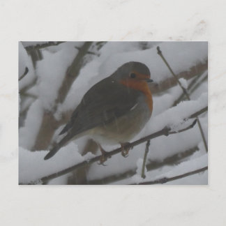 Cartão Postal De Festividades Cute Robin Close Up in Snow DIY Postcard