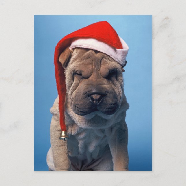 Cartão Postal De Festividades Cute Shar Pei puppy with Christmas hat (Frente)