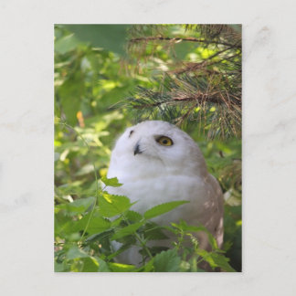 Cartão Postal De Festividades Cute Snowy Owl
