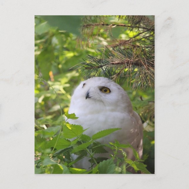 Cartão Postal De Festividades Cute Snowy Owl (Frente)