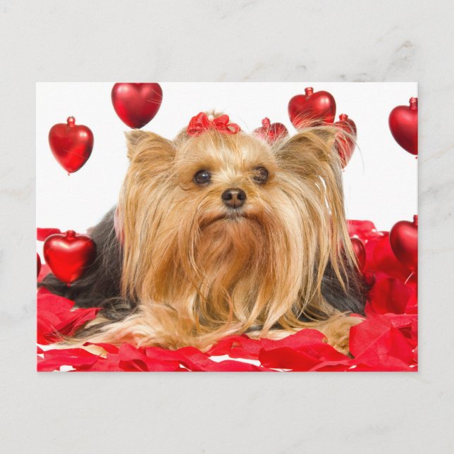 Cartão Postal De Festividades Cute Yorkie Valentine (Frente)