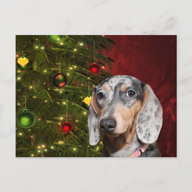 Cartão Postal De Festividades Dachshund Natal (Frente)