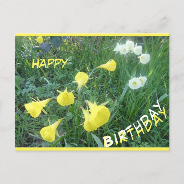 Cartão Postal De Festividades Daffodils Arctic Bells Happy Birthday Postcard (Frente)