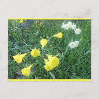 Cartão Postal De Festividades Daffodils White & Yellow Arctic Bells DIY Postcard