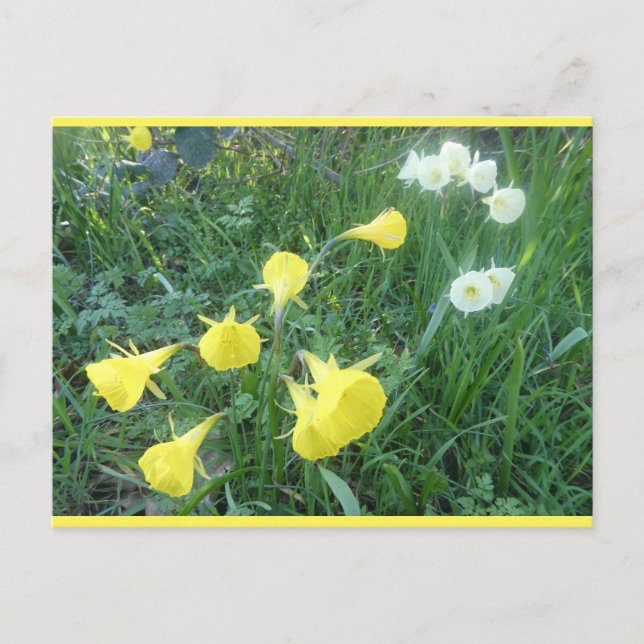 Cartão Postal De Festividades Daffodils White & Yellow Arctic Bells DIY Postcard (Frente)