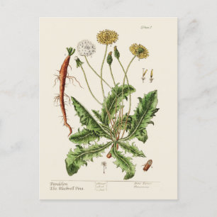 Cartão Postal De Festividades Dandelion
