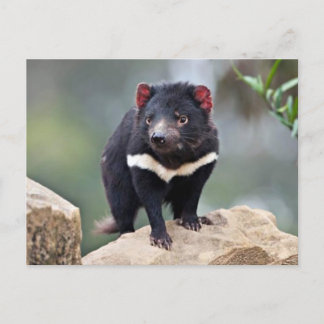 Cartão Postal De Festividades Diabo da Tasmânia