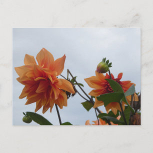 Cartão Postal De Festividades Díhlias Laranja no Céu Azul de Outono DIY Cartão P