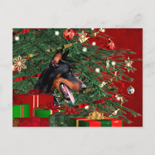 Cartão Postal De Festividades Doberman pinscher Christmas