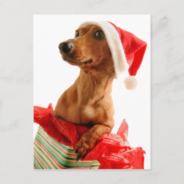 Cartão Postal De Festividades Dog on present with Santa hat (Frente)