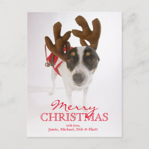 Cartão Postal De Festividades Dog With Antlers And Bell