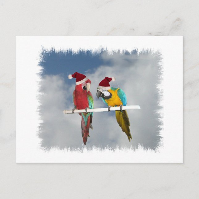 Cartão Postal De Festividades Dois macaw Santas (Frente)