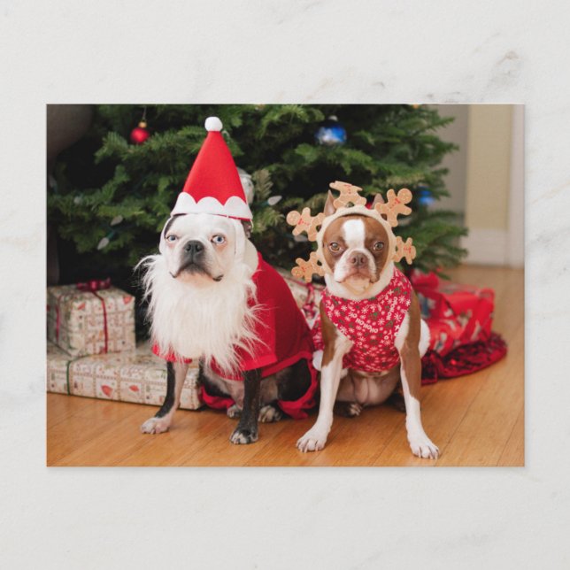 Cartão Postal De Festividades Dois terrier de Boston em trajes do Natal (Frente)