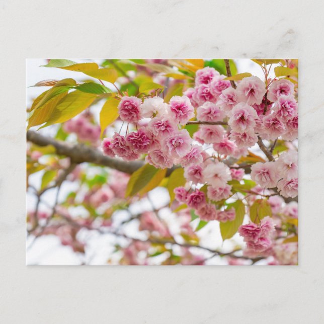 Cartão Postal De Festividades double cherry blossoms (Frente)