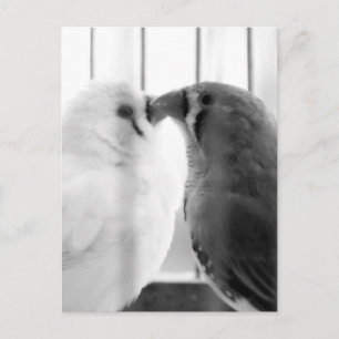 Cartão Postal De Festividades Duas Pássaros Finch Cordiais em Gaiolas