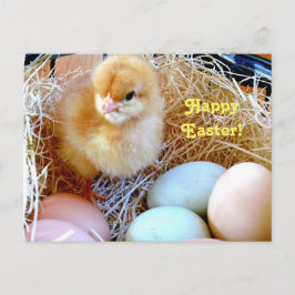 Cartão Postal De Festividades Easter Chick in Basket Postcard