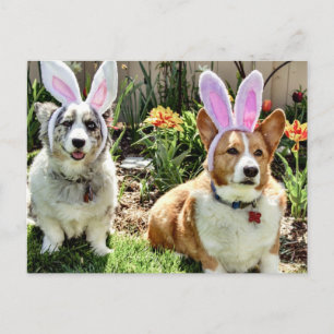 Cartão Postal De Festividades Easter Corgis