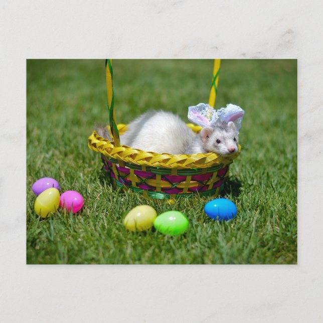 Cartão Postal De Festividades Easter Ferret Postcard (Frente)