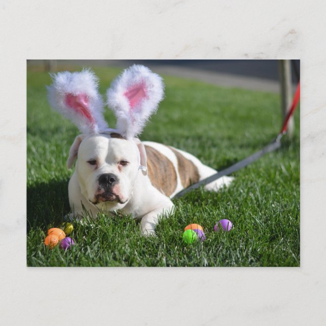 Cartão Postal De Festividades Easter Valley Bulldog (Frente)