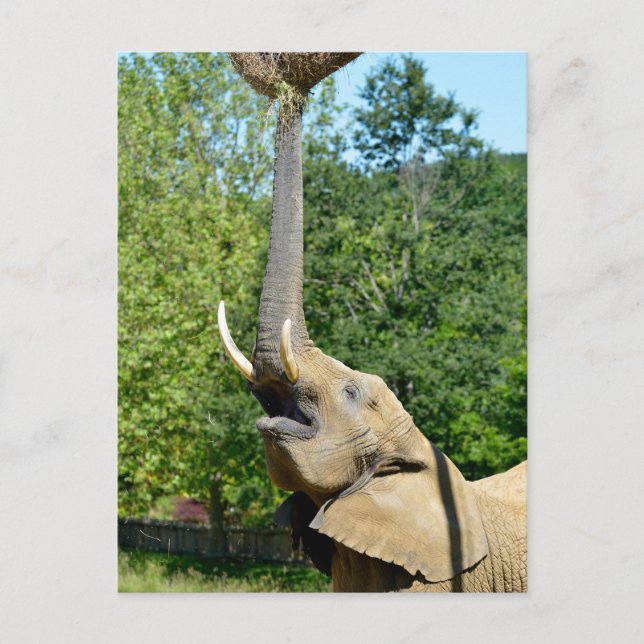 Cartão Postal De Festividades Elefante africano com tronco para cima (Frente)