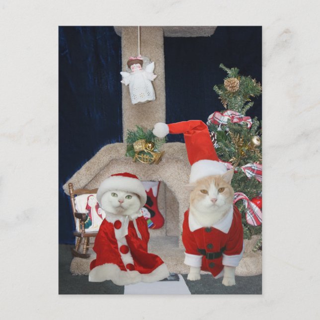 Cartão Postal De Festividades Engraçado/Bonito Gatinho de Natal Condo (Frente)