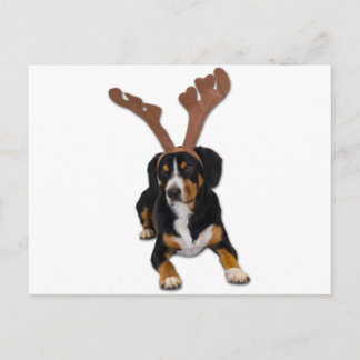 Cartão Postal De Festividades Entlebucher Christmas Dog