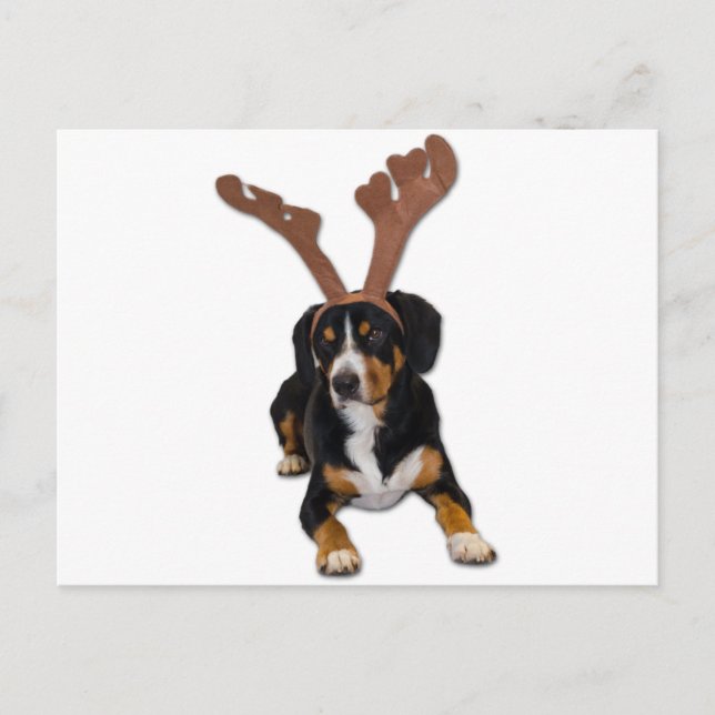 Cartão Postal De Festividades Entlebucher Christmas Dog (Frente)