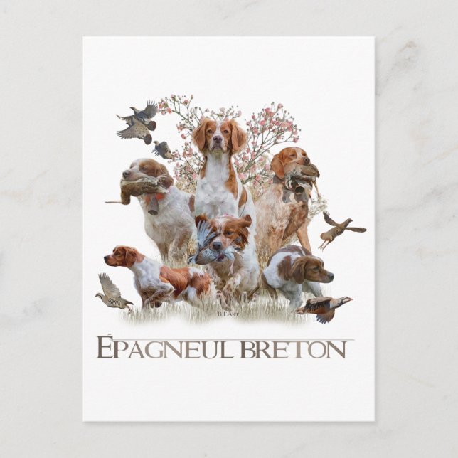 Cartão Postal De Festividades Epagneul Breton, Bretanha Spaniel (Frente)