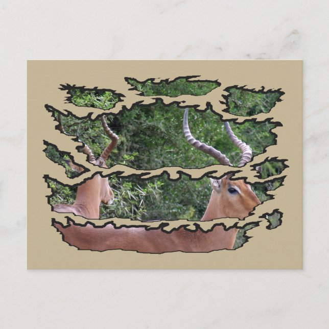 Cartão Postal De Festividades Espelho do Impala da Vida Selvagem com Erupção (Frente)