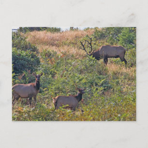 Cartão Postal De Festividades Esquilo de Natal com Canas Doces