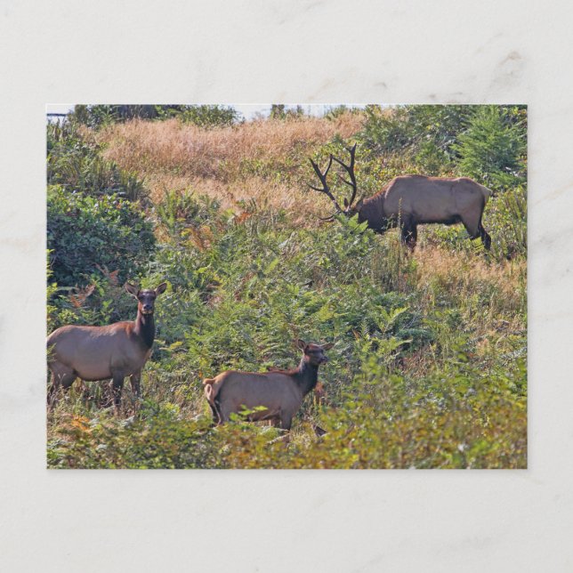 Cartão Postal De Festividades Esquilo de Natal com Canas Doces (Frente)