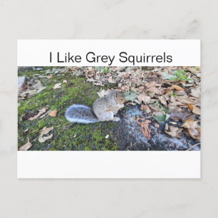 Cartão Postal De Festividades Eu Gosto De Esquilos De Cinza