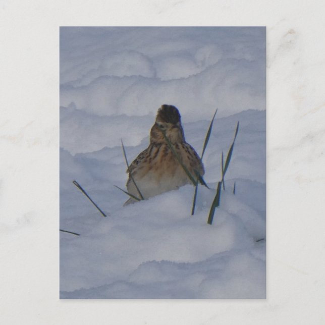 Cartão Postal De Festividades Eurasian Skylark Bird Close Up DIY Postcard (Frente)