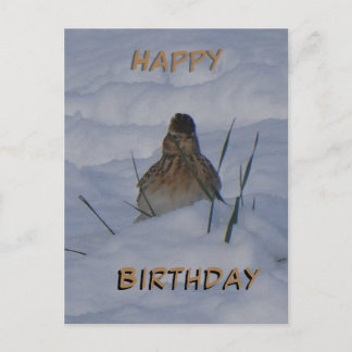 Cartão Postal De Festividades Eurasian Skylark Bird Cust. Text Birthday Postcard