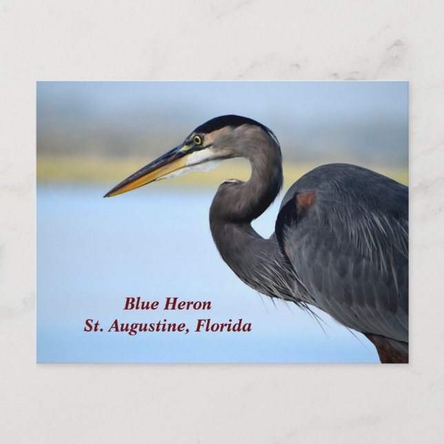 Cartão Postal De Festividades Excelente Blue Heron (Frente)