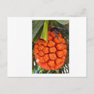 Cartão Postal De Festividades Exotic Sea Pandanus - Edible Rare Tropical Coastal