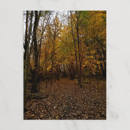 Cartão Postal De Festividades Fall Trees at Sunset Taylor Michigan Postcard