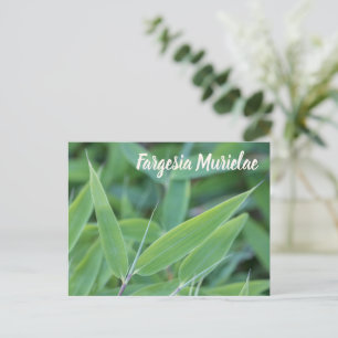 Cartão Postal De Festividades Fargesia murielae Bamboo para presente de jardinei