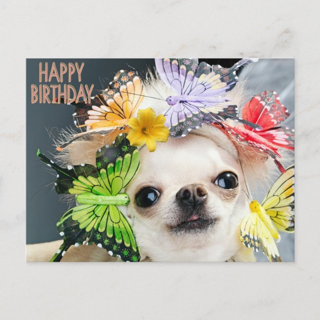Cartão Postal De Festividades Feliz Aniversário Cachorro Engraçado (Frente)