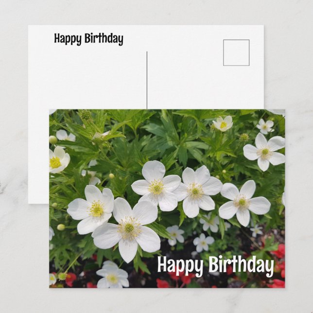 Cartão Postal De Festividades Feliz aniversário das flores brancas. Anemone cana (Frente/Verso)