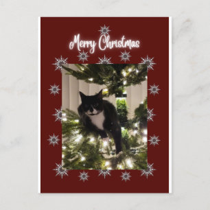 Cartão Postal De Festividades Feliz cartão de Natal com o gato Tuxedo na minha á
