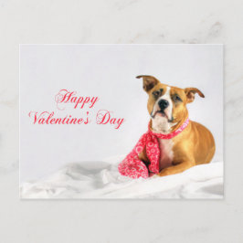 Cartão Postal De Festividades Feliz dia de os namorados Pitbull