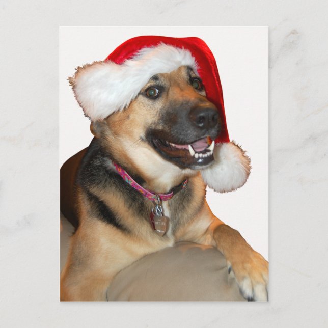 Cartão Postal De Festividades Feliz German shepherd de Natal (Frente)