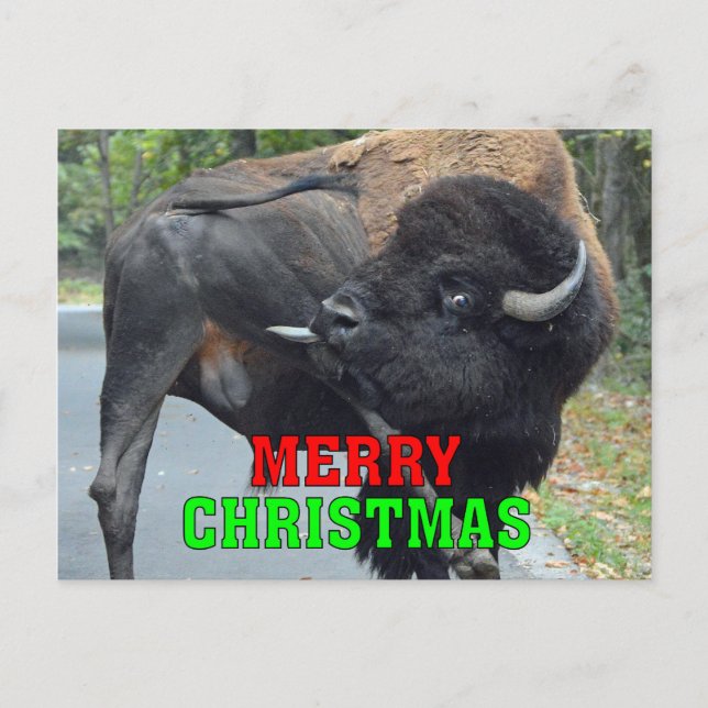 Cartão Postal De Festividades Feliz Natal Bison Testículos de Licenciamento (Frente)