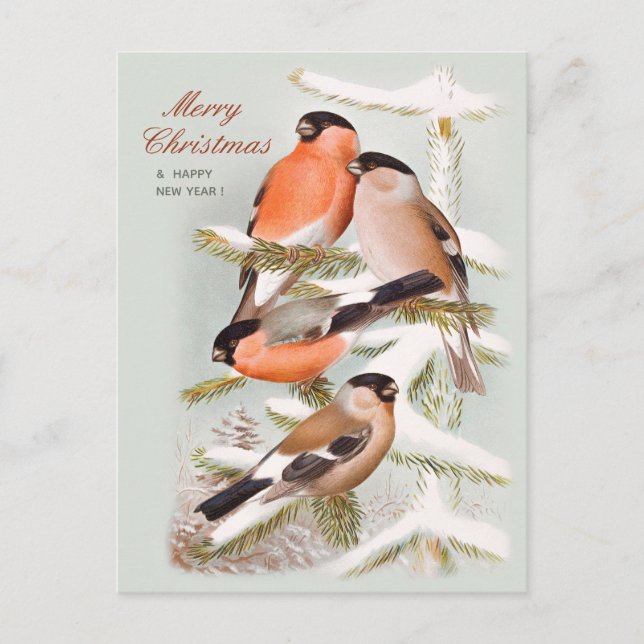 Cartão Postal De Festividades Feliz Natal Bullfinches pinheiros de neve CC1059 (Frente)