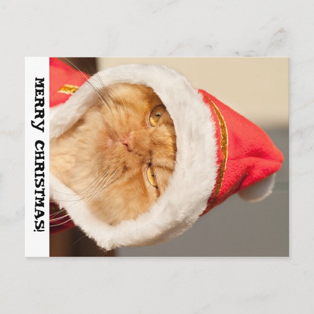 Cartão Postal De Festividades Feliz Natal Cat (Frente)