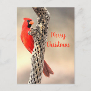 Cartão Postal De Festividades Feliz Natal de um Cardinalis norte-americano