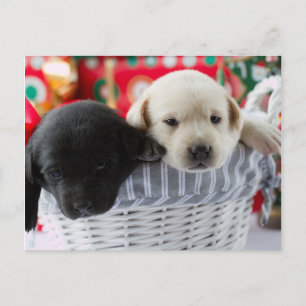 Cartão Postal De Festividades Feliz Natal - filhotes de cachorro bonitos em um