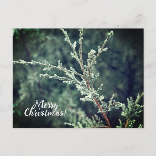 Cartão Postal De Festividades Feliz Natal Frosty Evergreen (Frente)